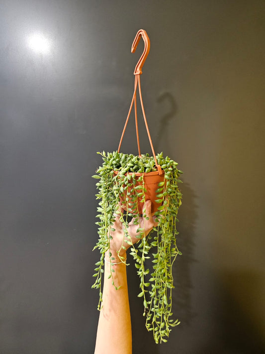 Senecio rowleyanus | String of Beads | Houseplant Plant Paradise By Gemma