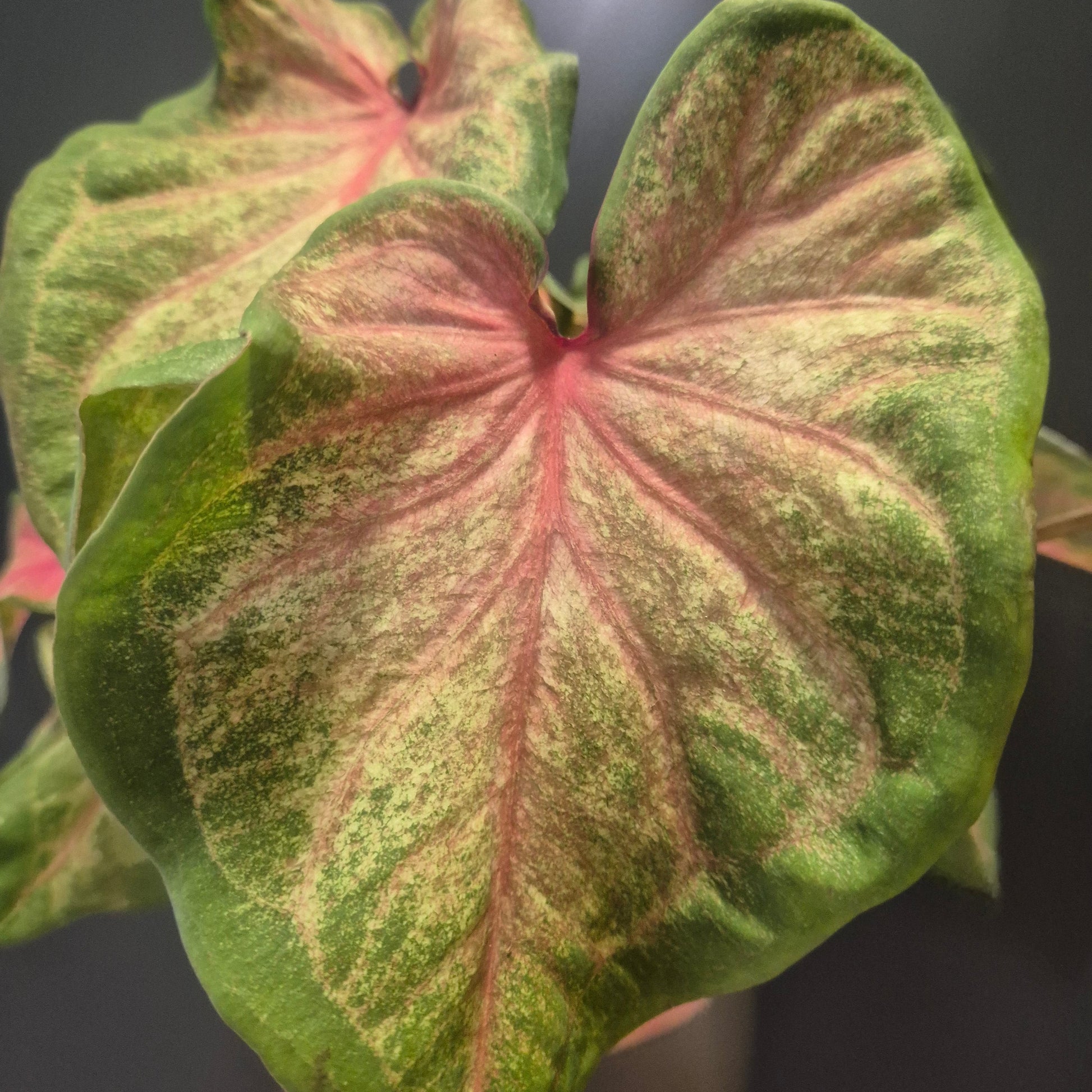 Close-up of a Caladium plant leaf with green and pink veins.