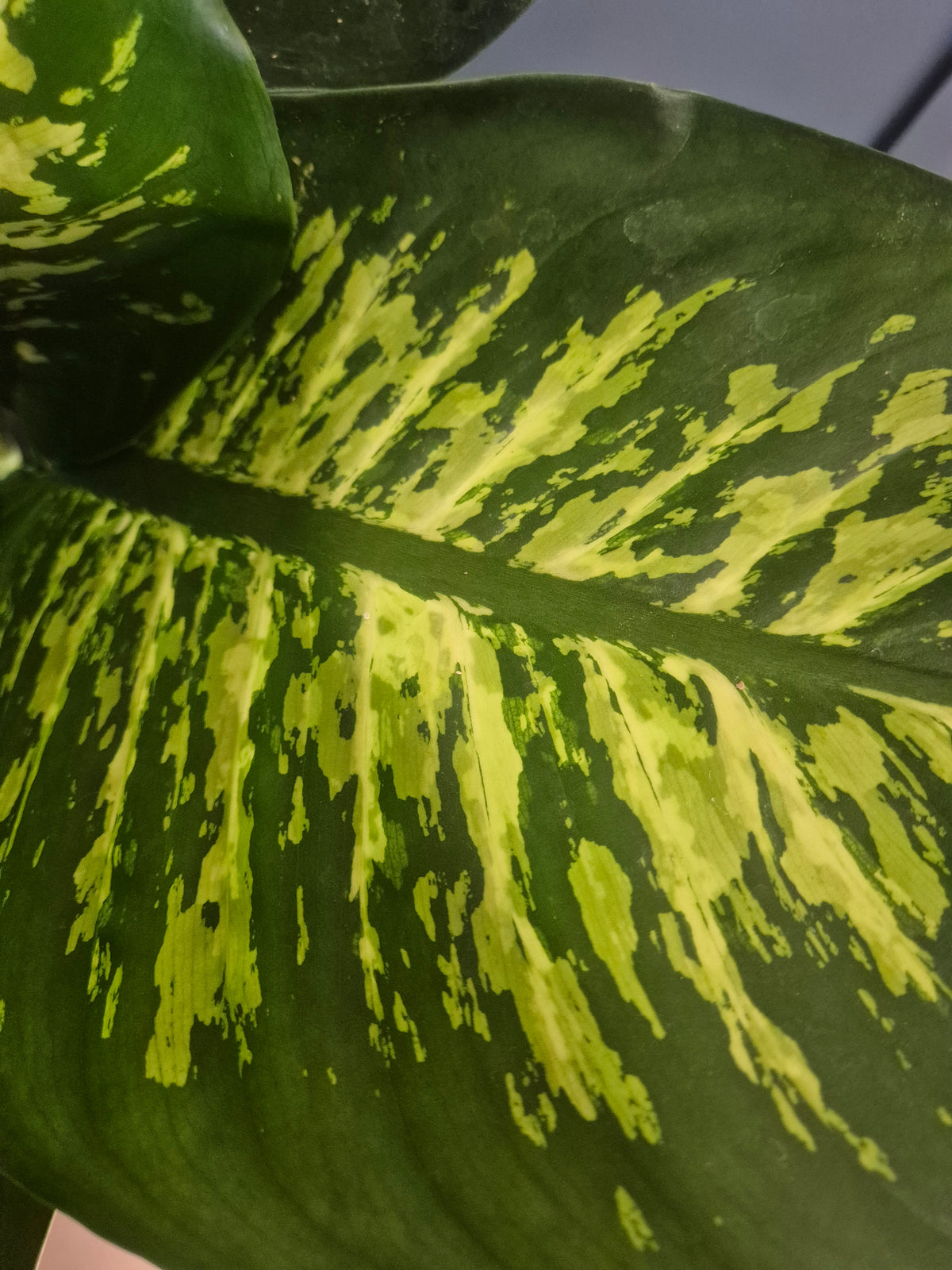 Close-up of a variegated houseplant leaf with a dark green center and bright yellow-green mottled patterns.