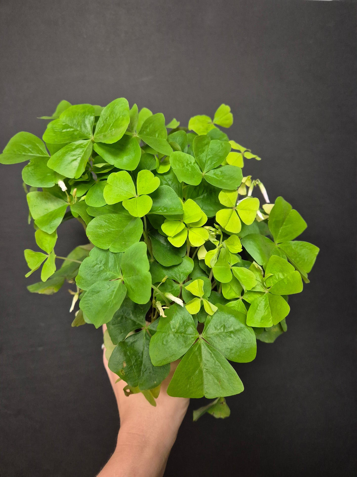 Oxalis Triangularis Green - Butterfly Plant | Houseplant