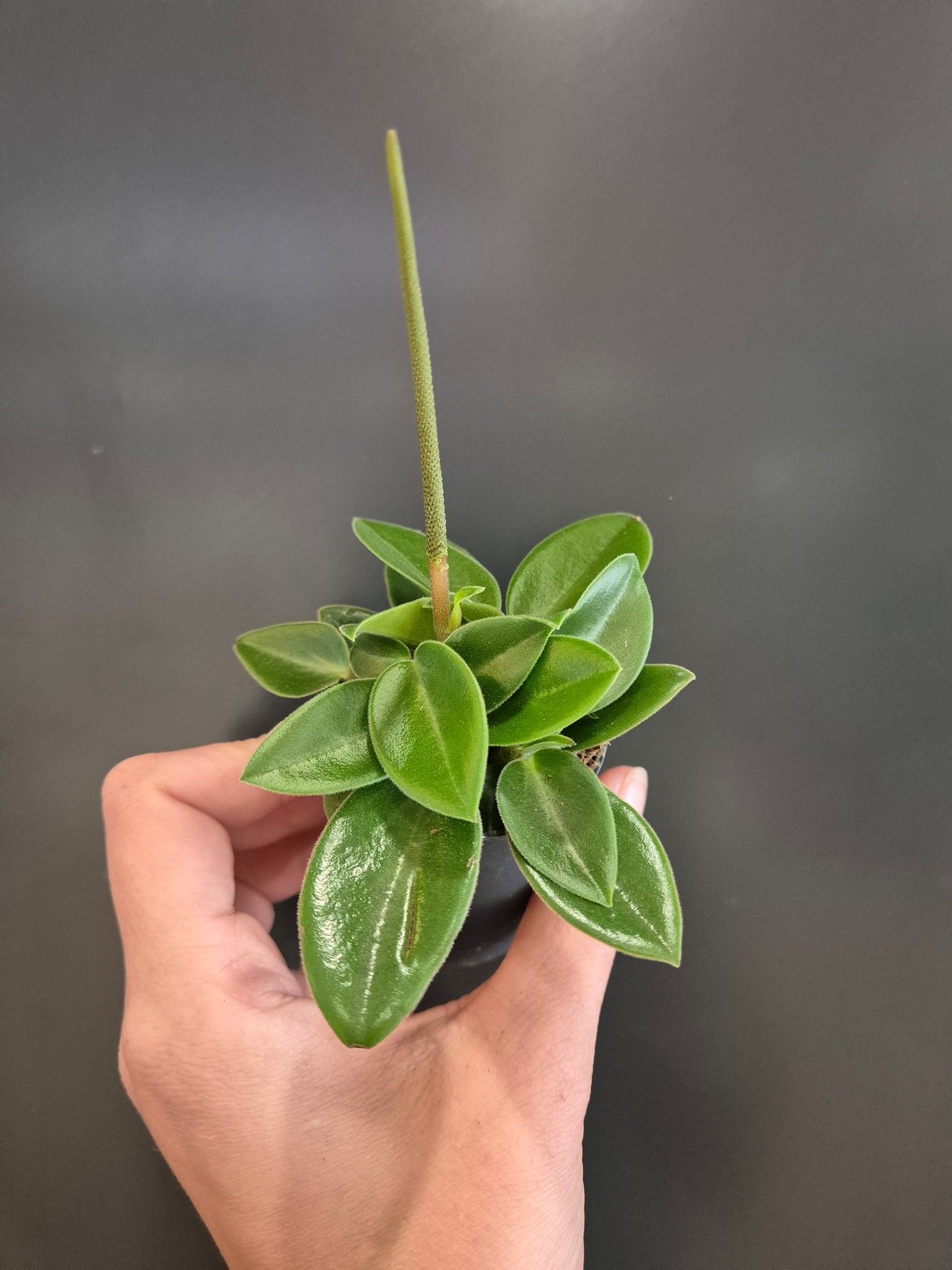 Peperomia Teardrop - Radiator Plant | Houseplant