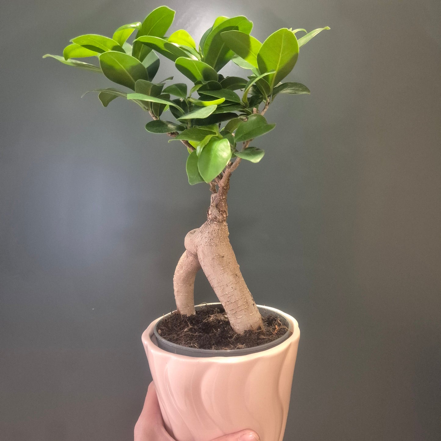 Ficus Ginseng - Bonsai - 14cm | Houseplant