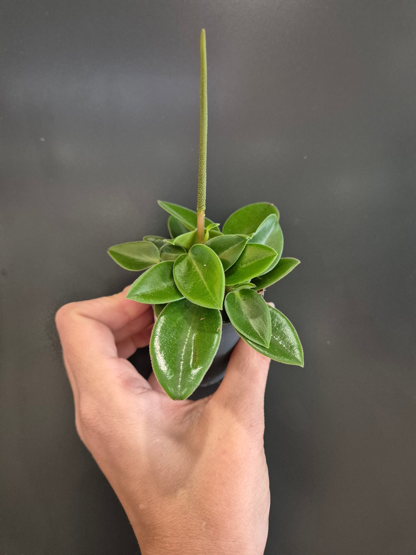 Peperomia Teardrop - Radiator Plant | Houseplant