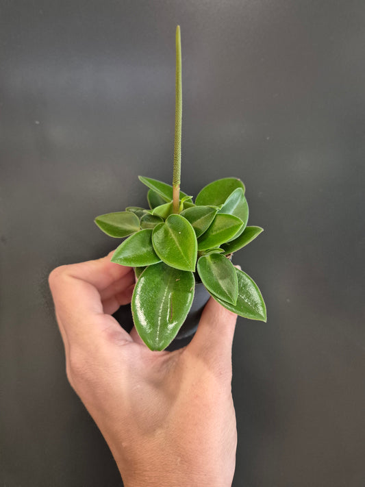 Peperomia Teardrop - Radiator Plant | Houseplant