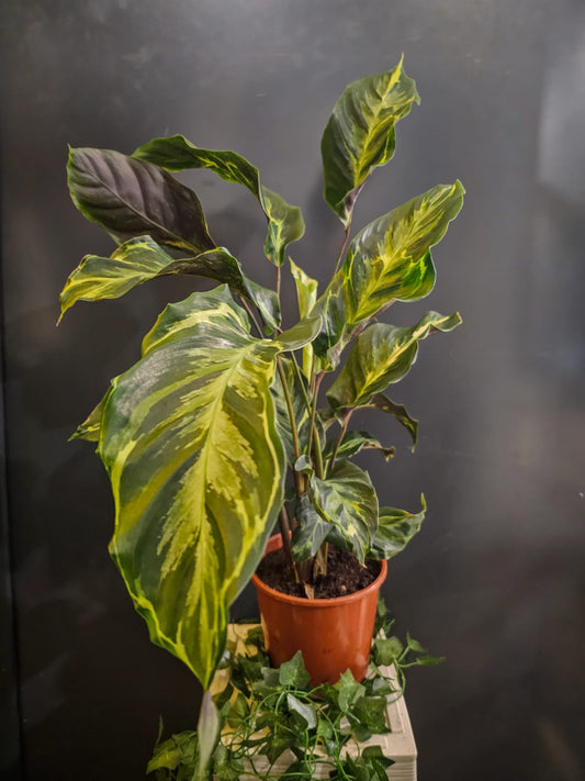 Calathea Misto - Houseplant