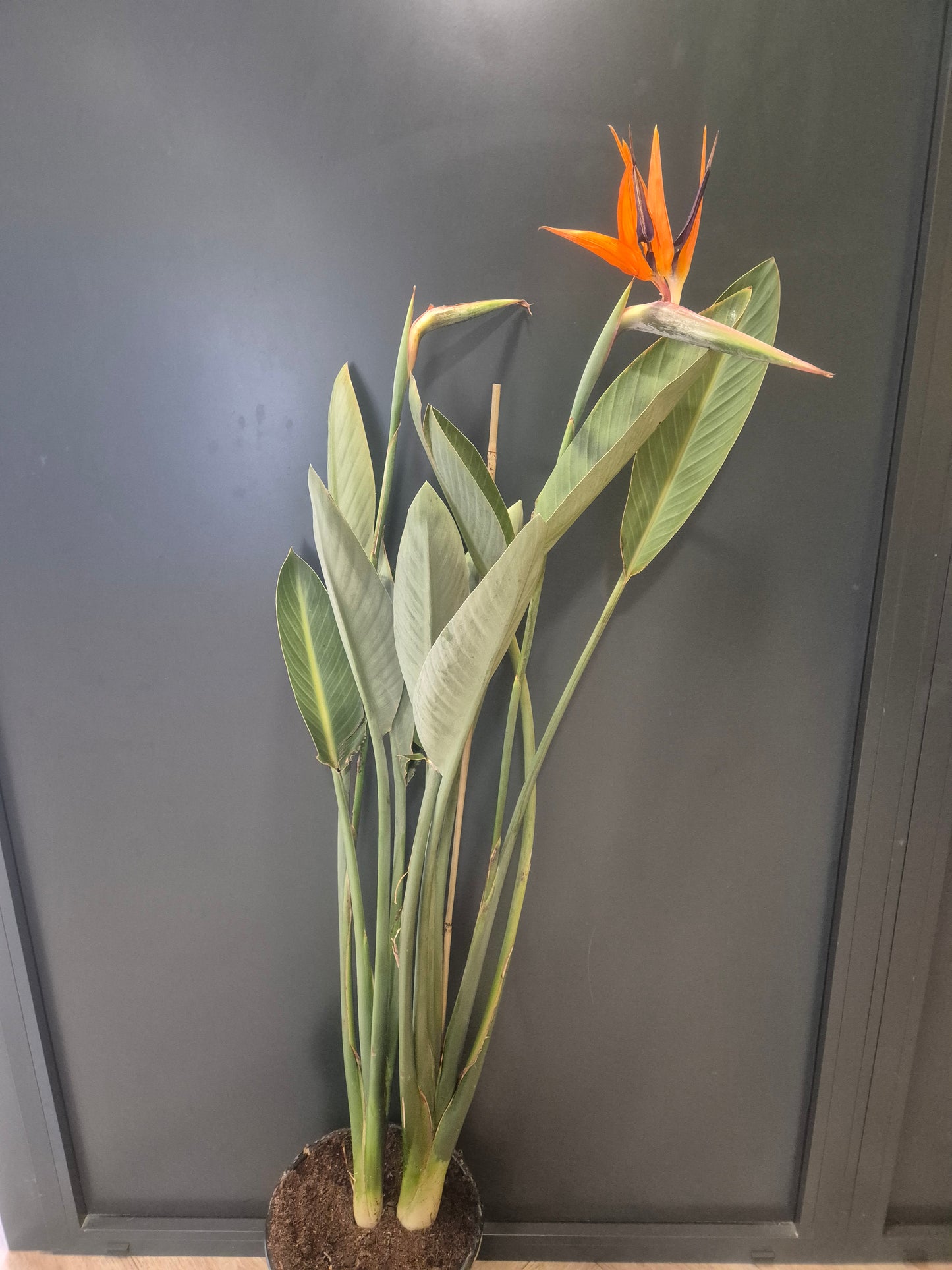 Strelitzia Reginae - Bird Of Paradise - 27cm | Houseplant