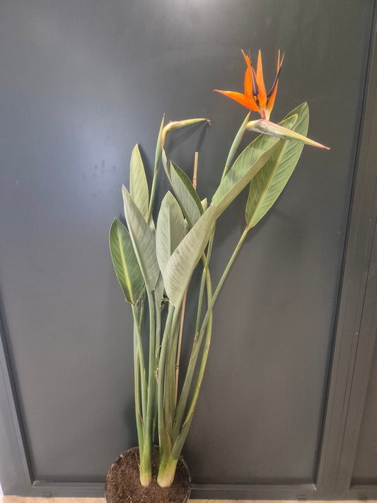Strelitzia Reginae - Bird Of Paradise - 27cm | Houseplant
