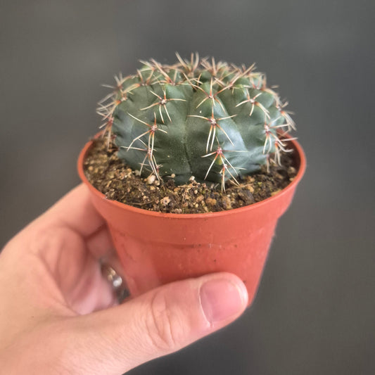 Gymnocalycium baldianum - Dwarf Chin Cactus - 8.5cm | Houseplant