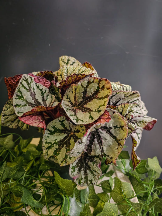 Begonia Rex - Painted Leaf Begonia - Houseplant