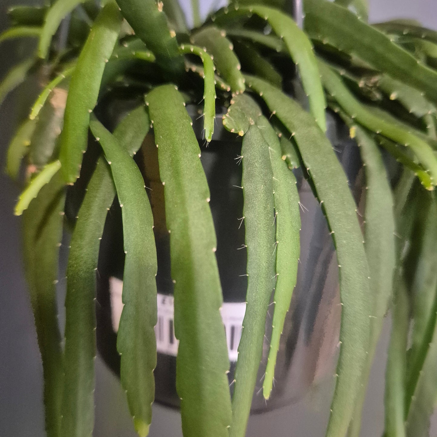Close-up of a green leafy plant with a blurred background