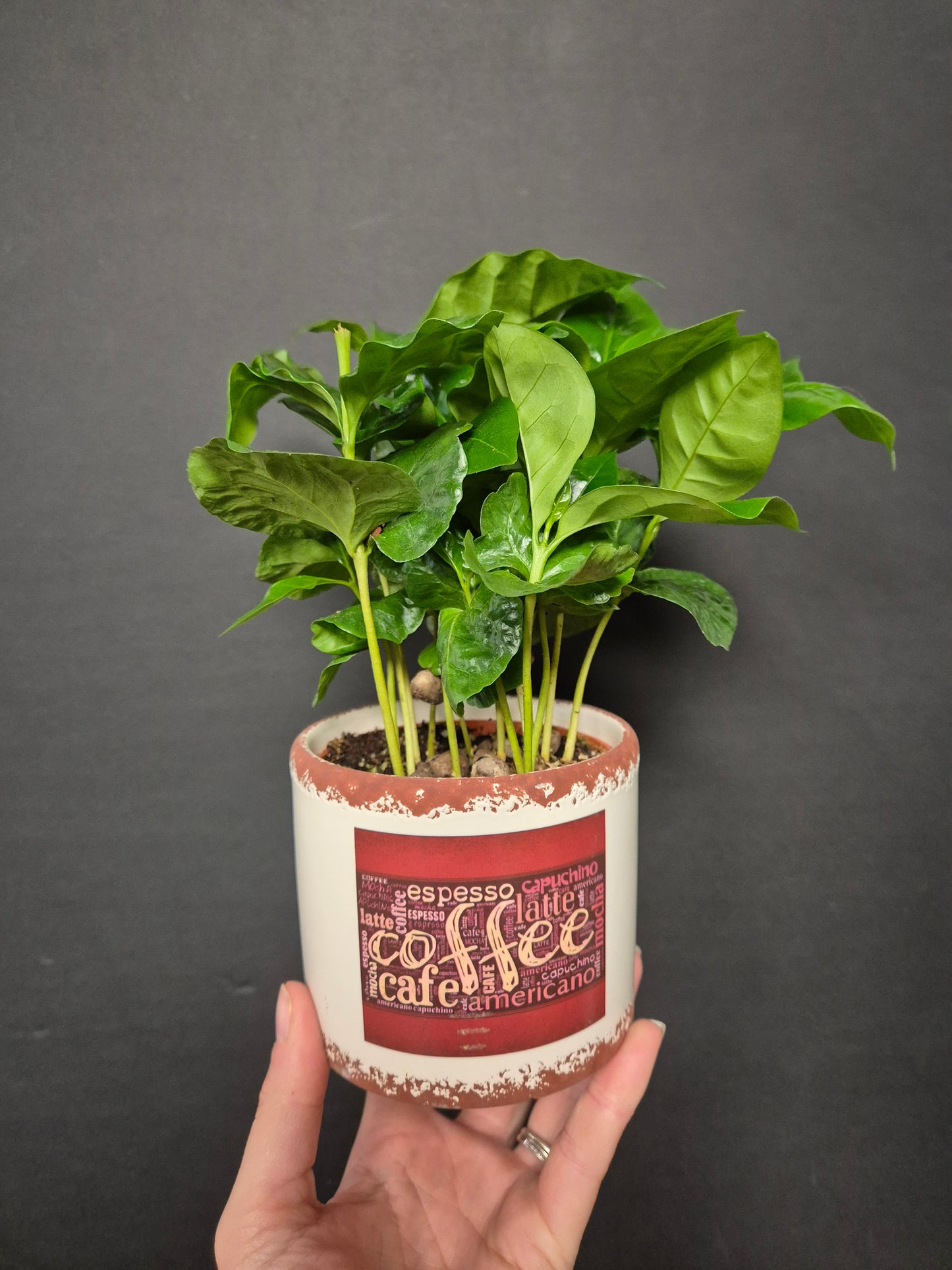 Arabica Coffee Plant | Houseplant