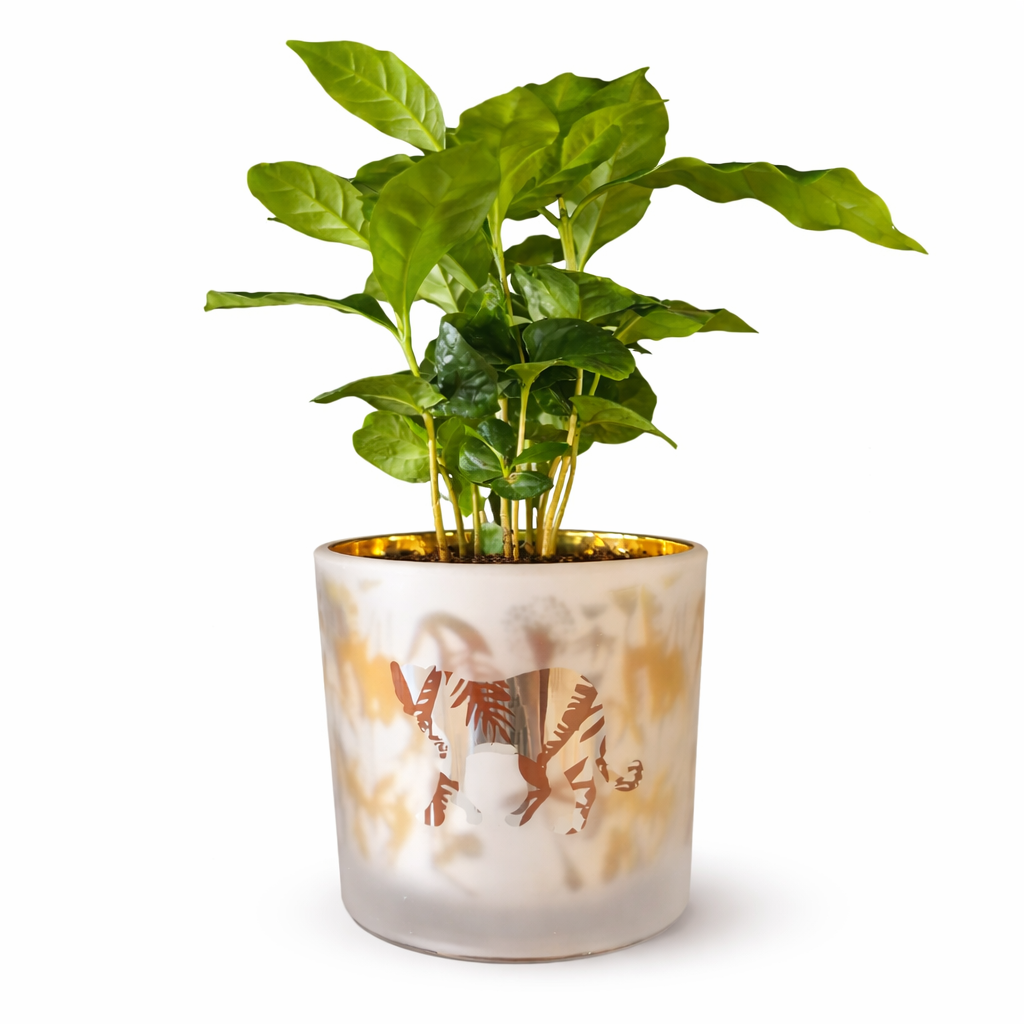 Arabica Coffee Plant and Pot - 9.5cm | Houseplant