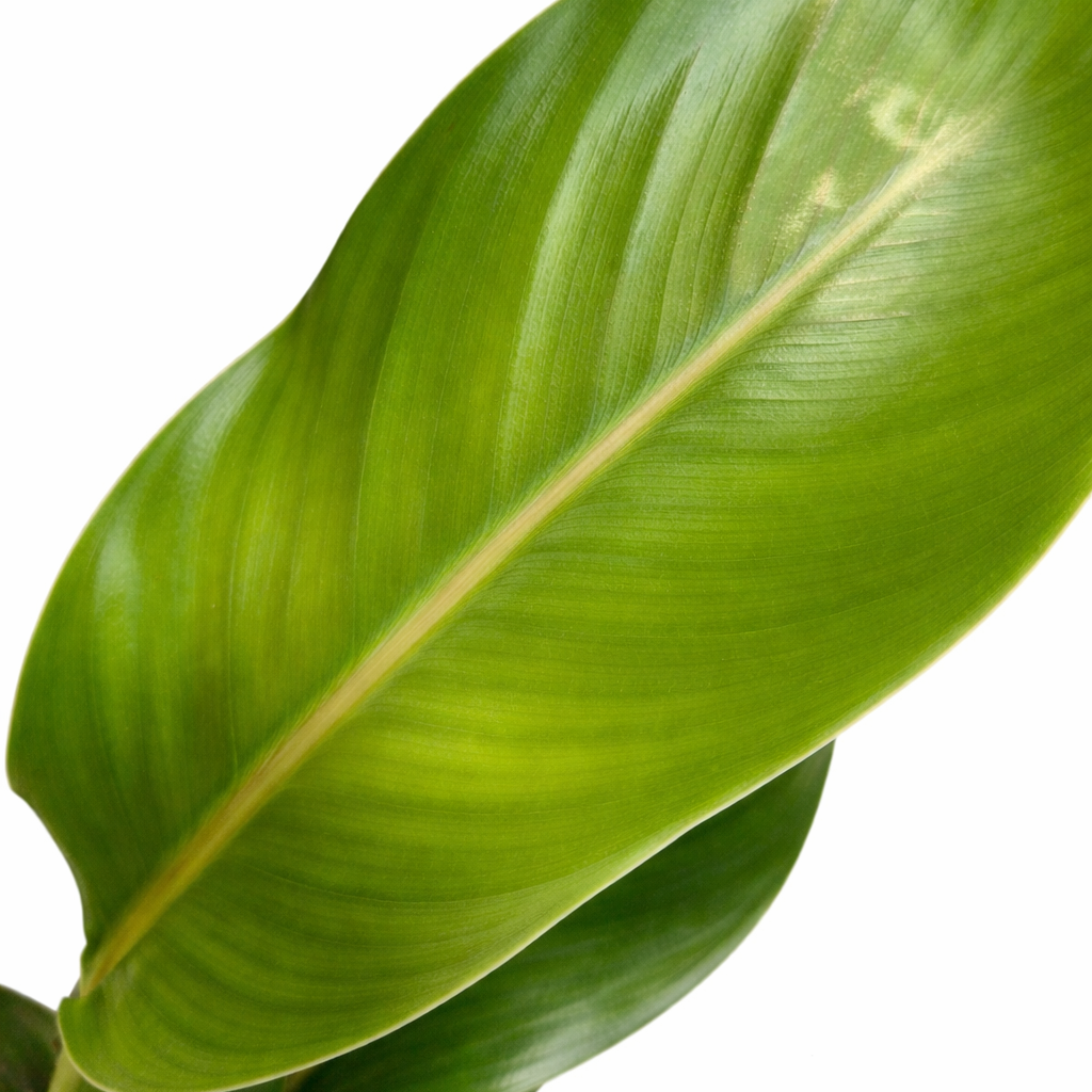 Close-up of a green leaf on a white background
