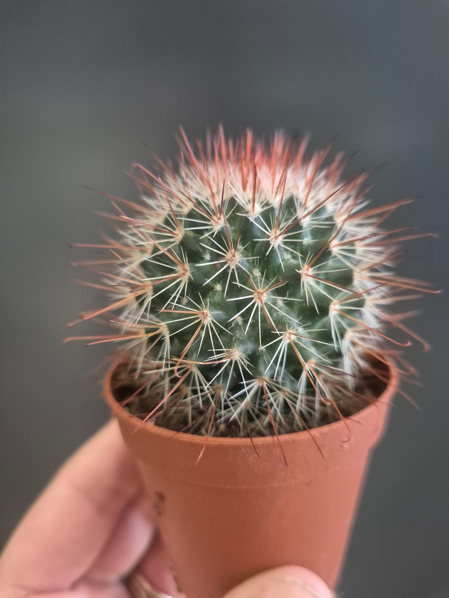 Mammillaria spinosissima - Redhead Irishman - 5.5cm | Houseplant