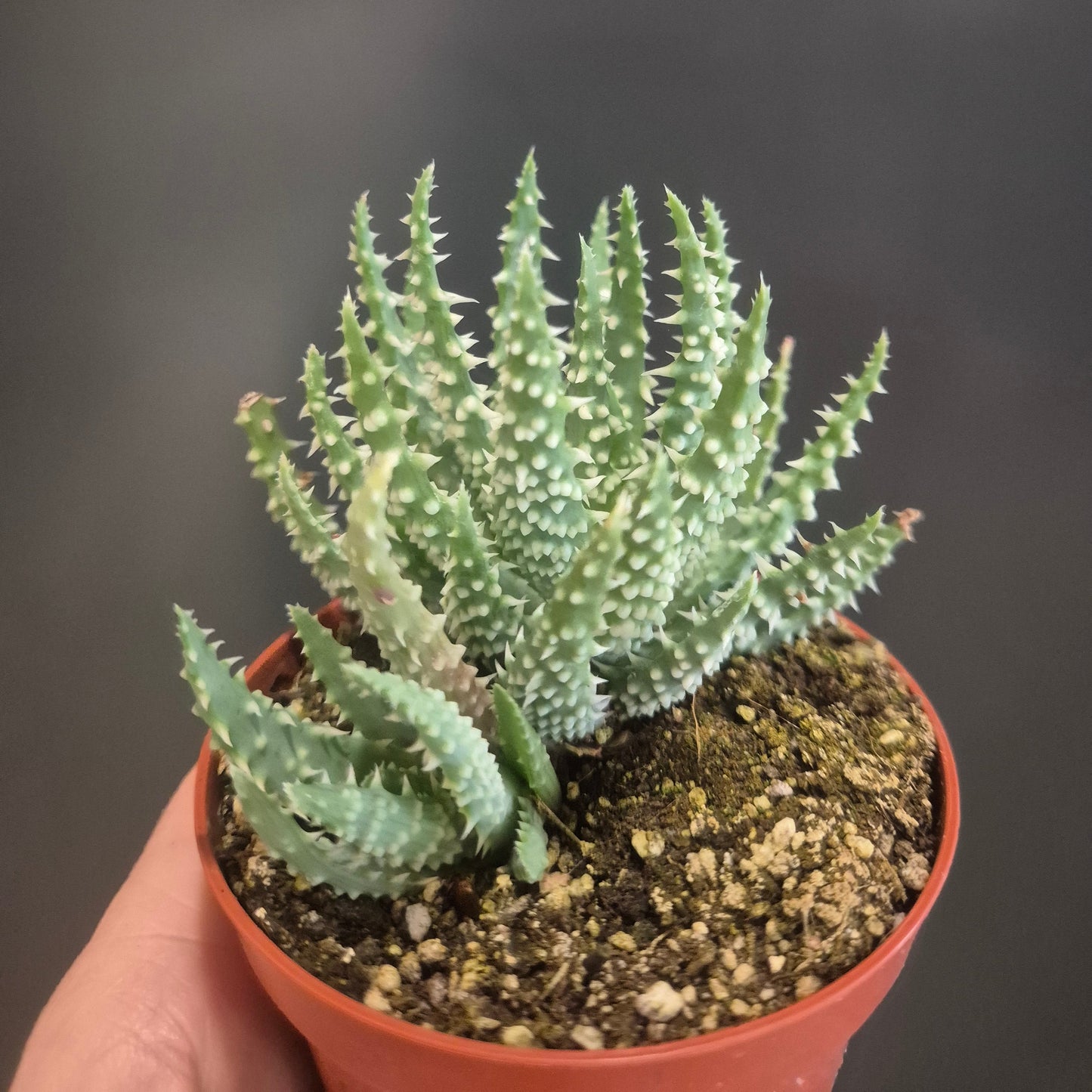 Aloe humilis - Spider Aloe - Easy Care Succulent - Houseplant 8.5cm