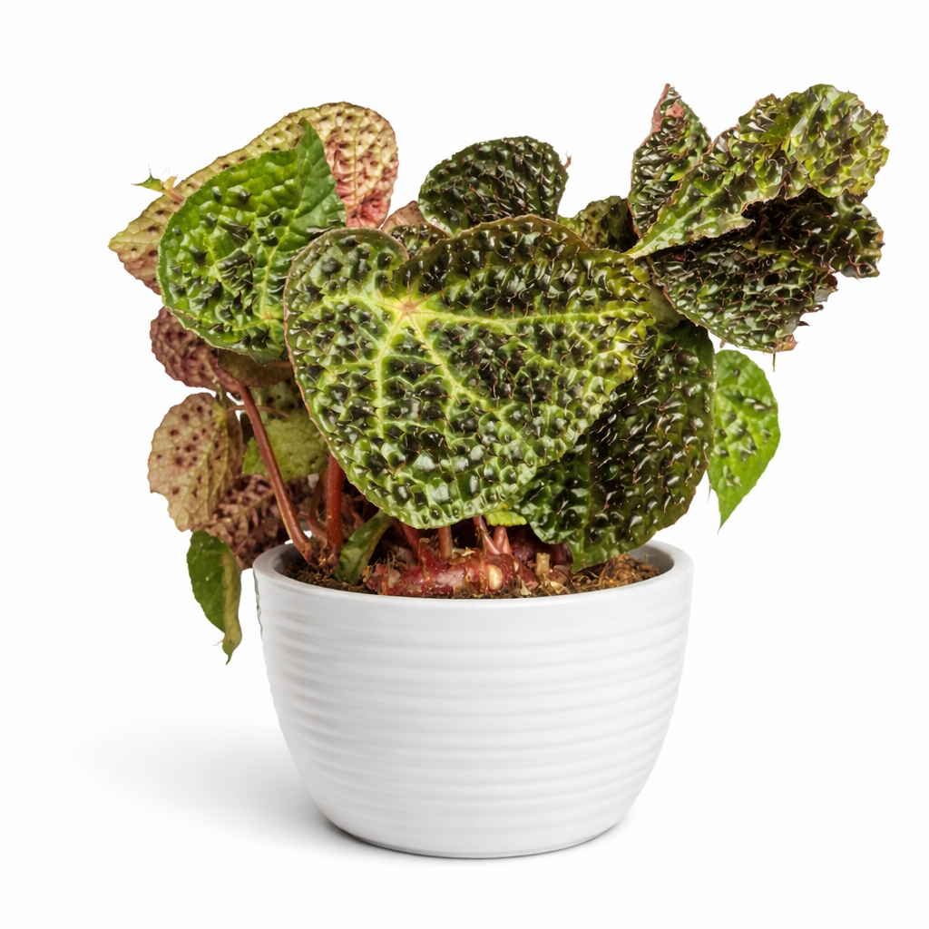 Potted plant with textured green leaves on a white background