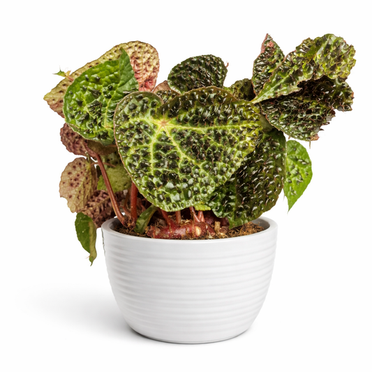 Potted plant with textured green leaves on a white background