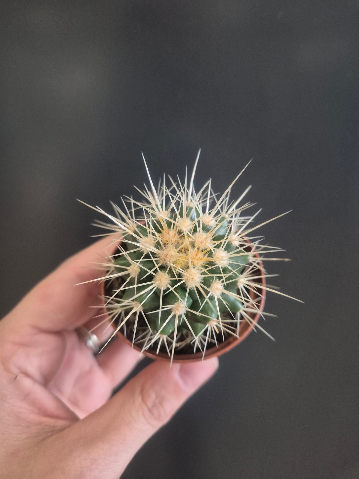 Golden Barrel Cactus  - Echinocactus grusonii - 5.5cm | Houseplant