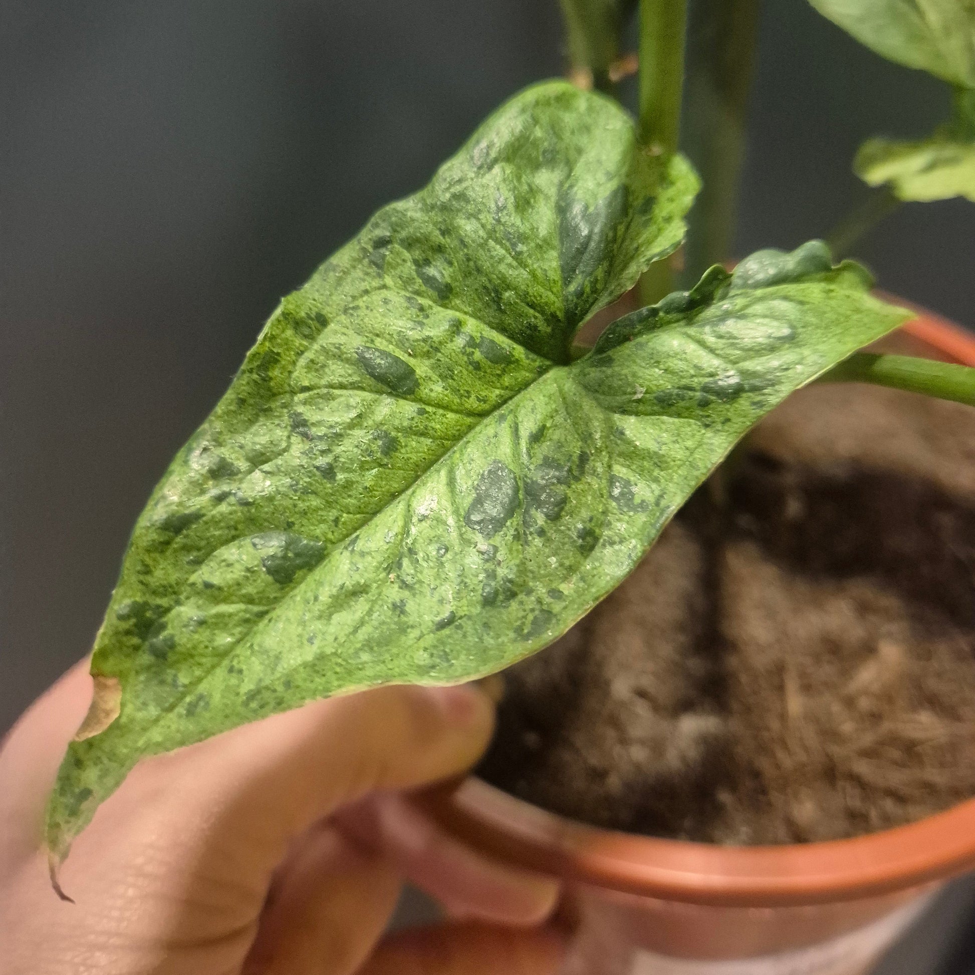 Hand holding a potted plant with a focus on a green leaf