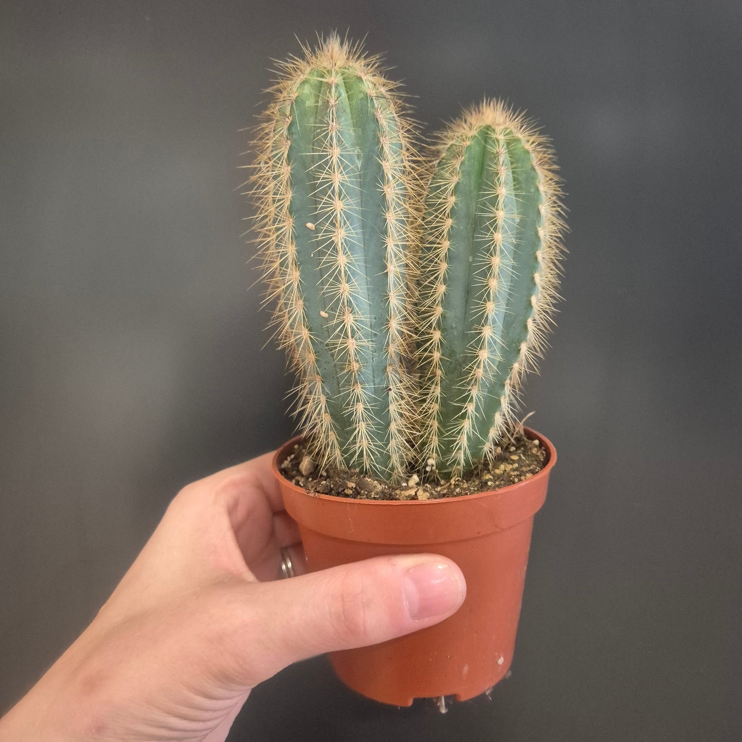 Blue Torch Cactus - pilocereus azureus - 8.5cm | Houseplant