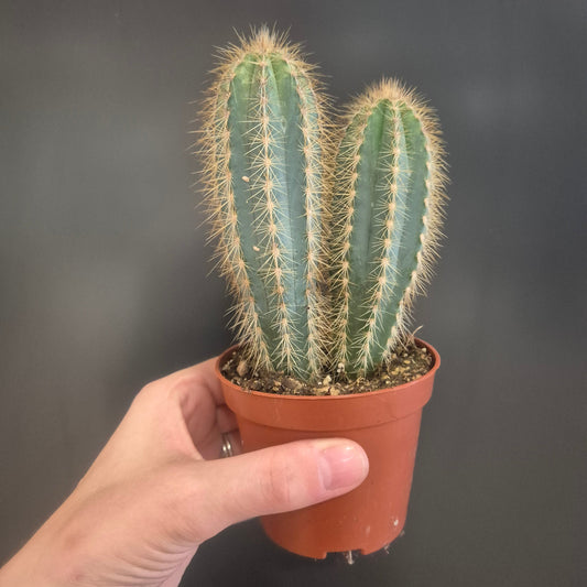 Blue Torch Cactus - pilocereus azureus - 8.5cm | Houseplant