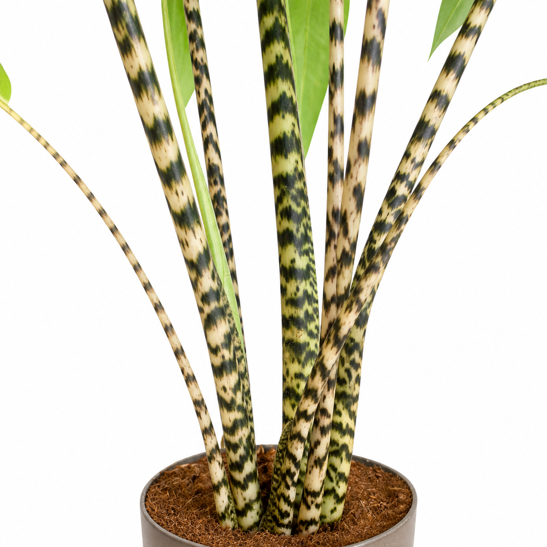 Potted plant with patterned stems on a white background