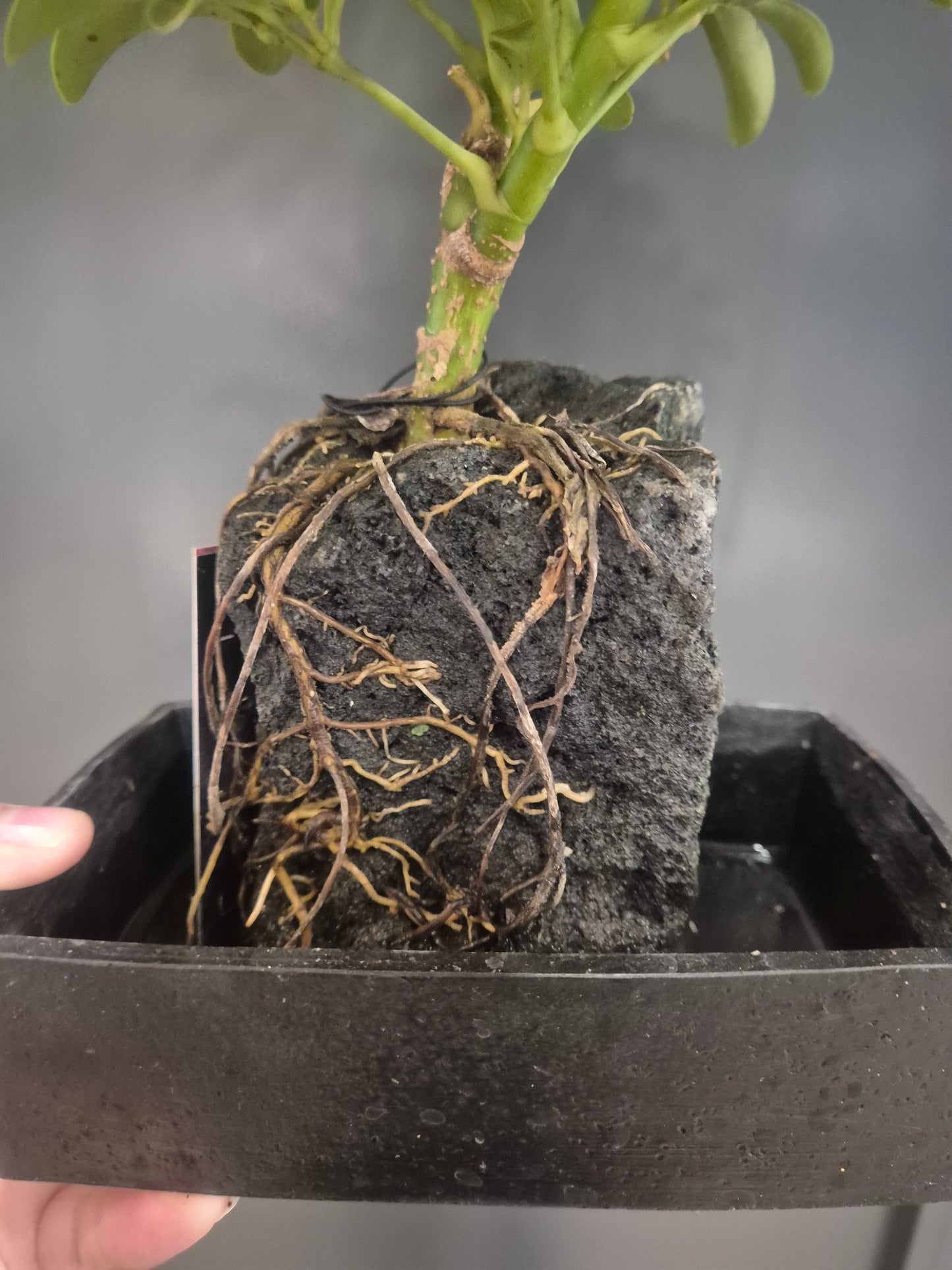 Lava Rock Plant - Schefflera - Umbrella Plant | Houseplant