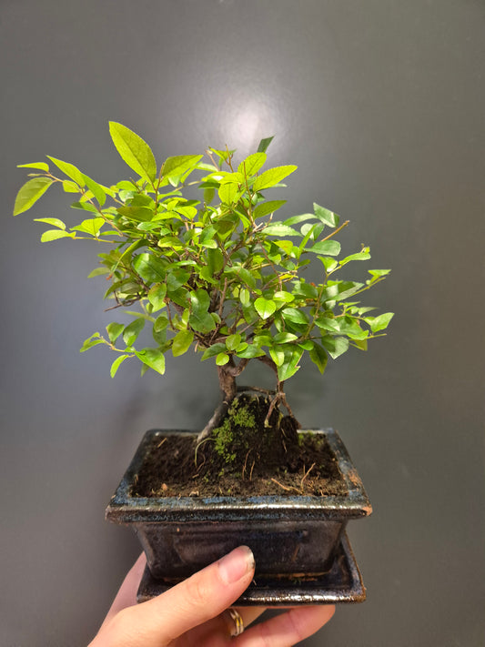 Bonsai Sageretia - Houseplant