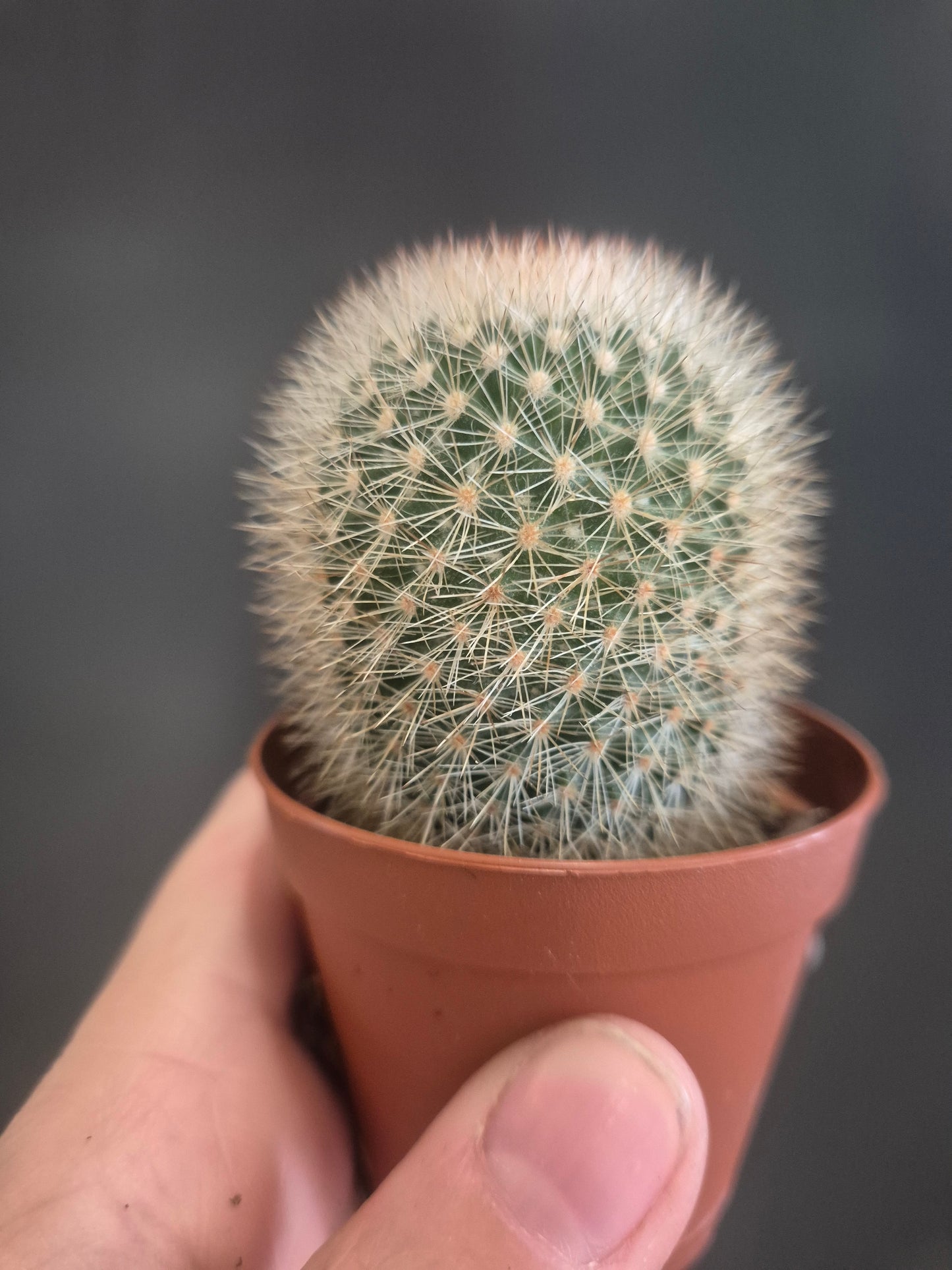 Mammillaria Hahniana - Old Lady Cactus - 5.5cm | Houseplant