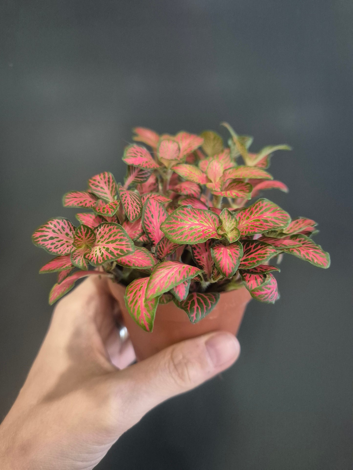 Fittonia - Nerve Plant - 10cm | Houseplant