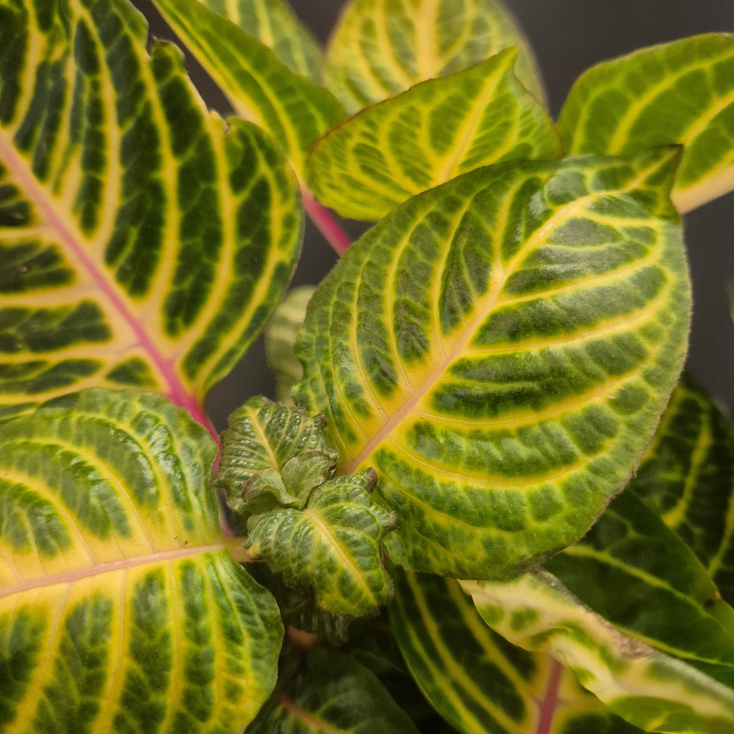 Close-up of a plant with green and yellow leaves on a dark background
