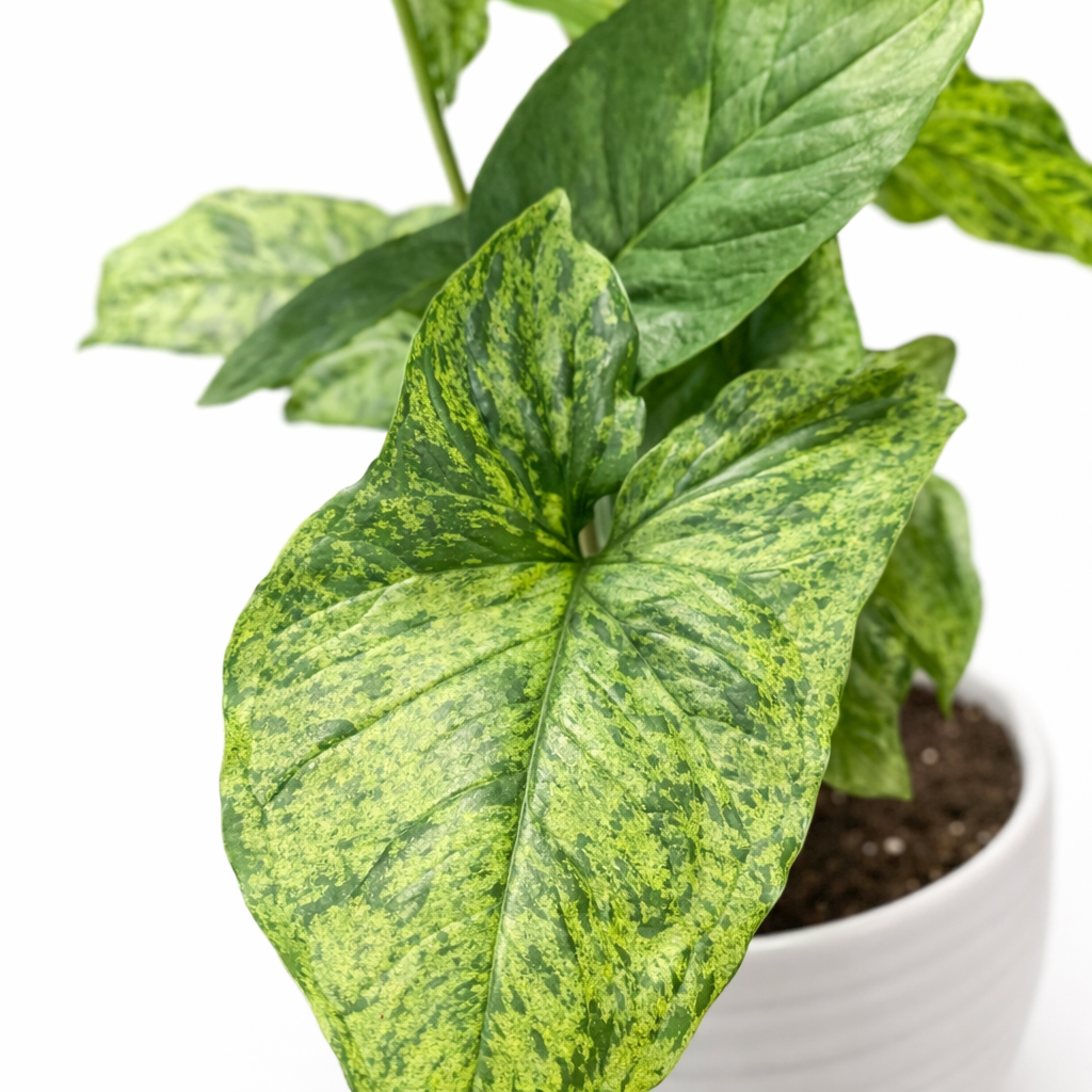 Syngonium Mojito - Arrowhead - 17cm | Houseplant