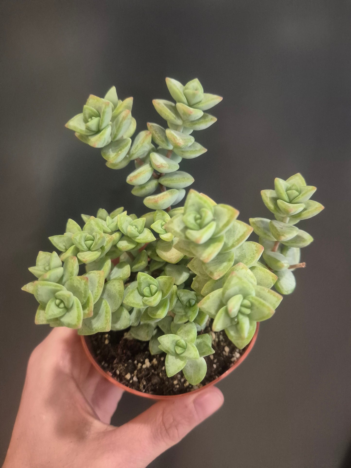 Crassula rupestris - String of Buttons - 8.5cm | Houseplant