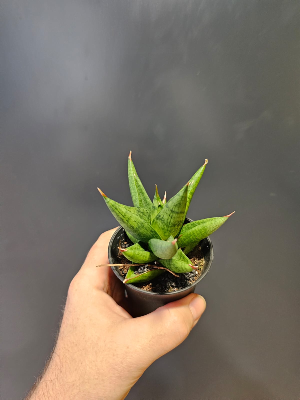 Sansevieria Mix Varieties | Houseplant Plant Paradise By Gemma