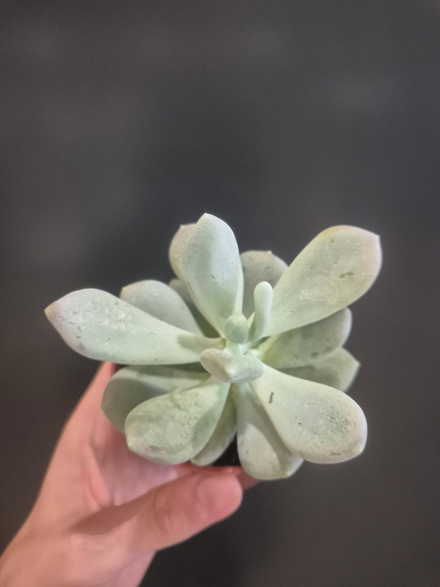 Pachyphytum oviferum - Moonstone - 8.5cm | Houseplant