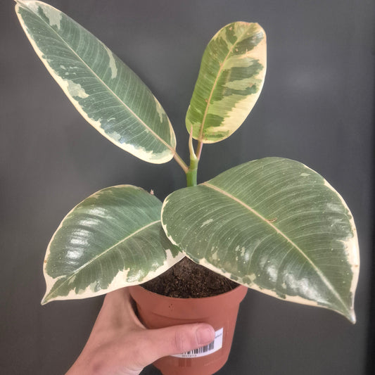 Ficus Tineke - Rubber Plant - 12cm | Houseplant