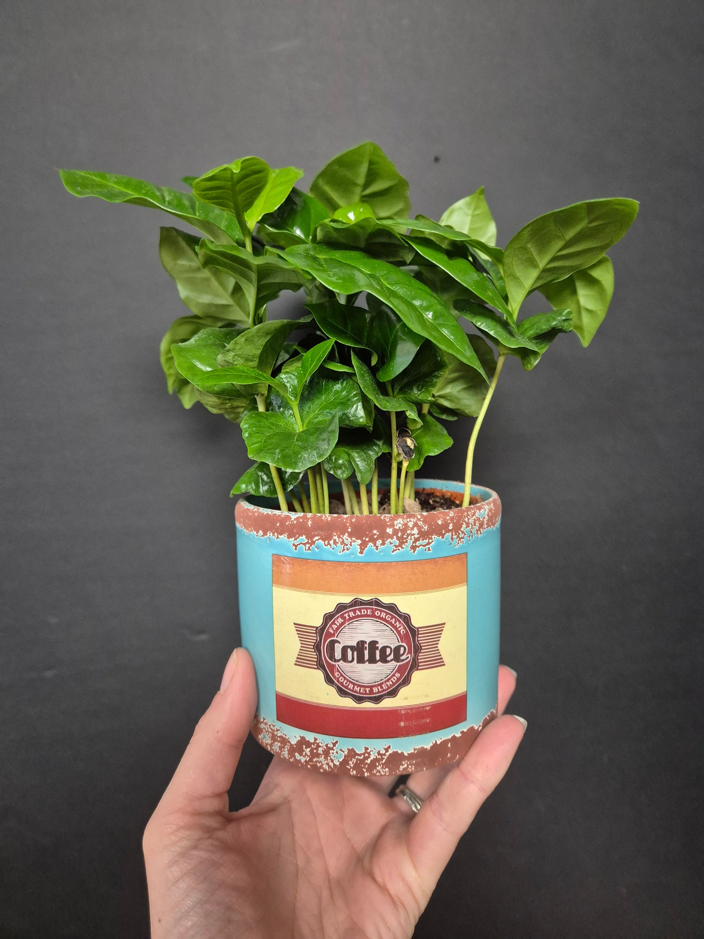 Arabica Coffee Plant | Houseplant