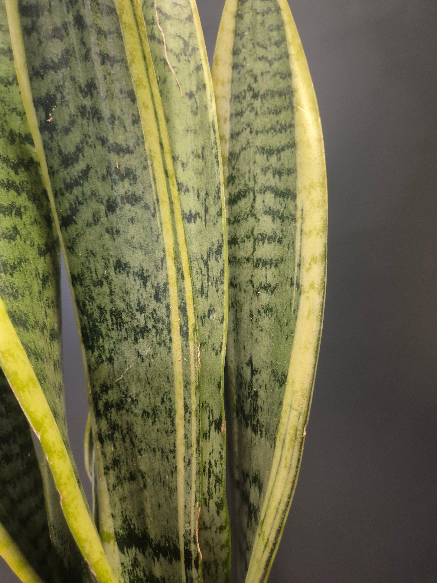 Sansevieria Laurentii - Snake Plant - 12cm | Houseplant