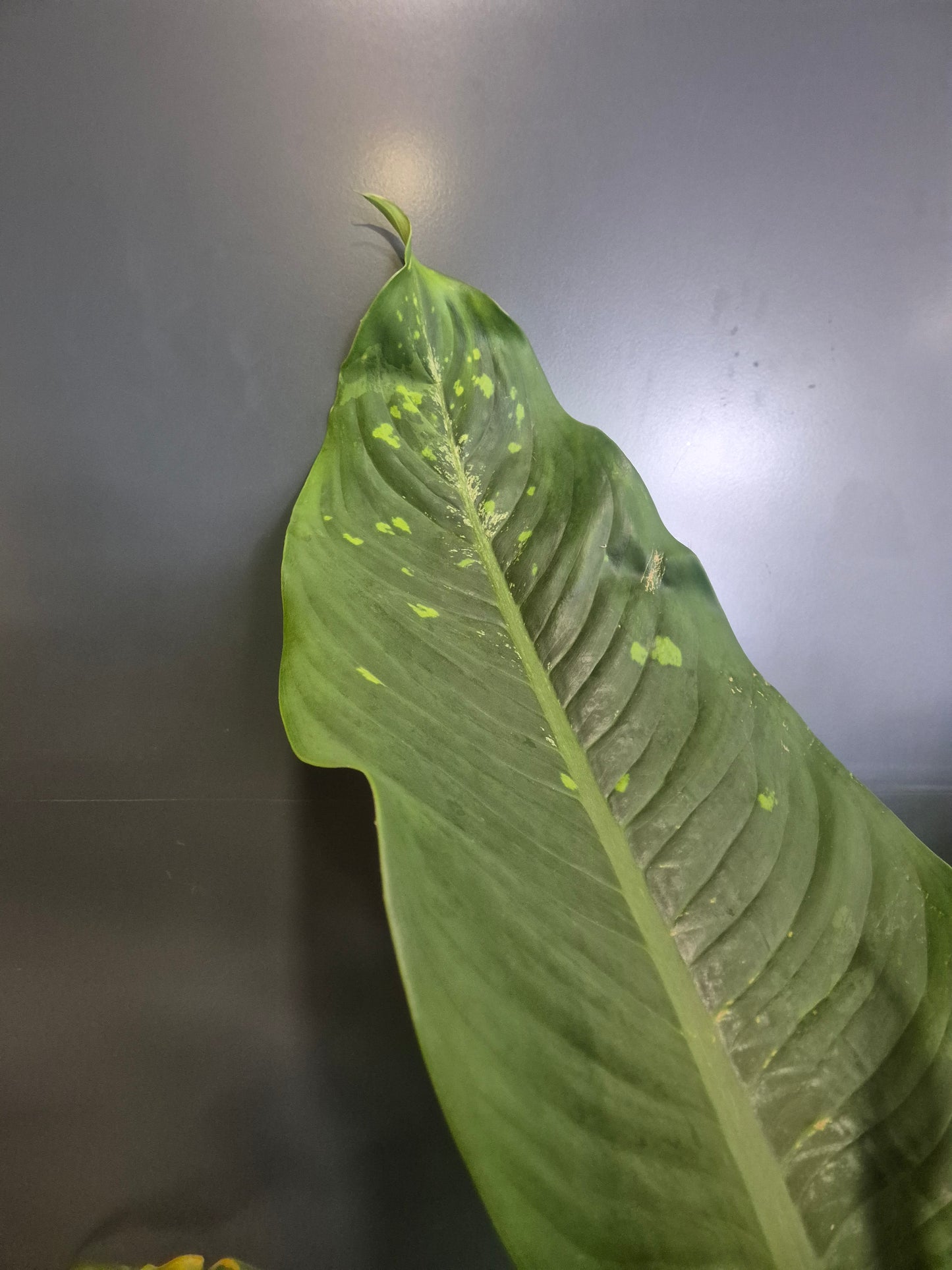 Dieffenbachia Crocodile - Dumb Cane - 24cm | Houseplant