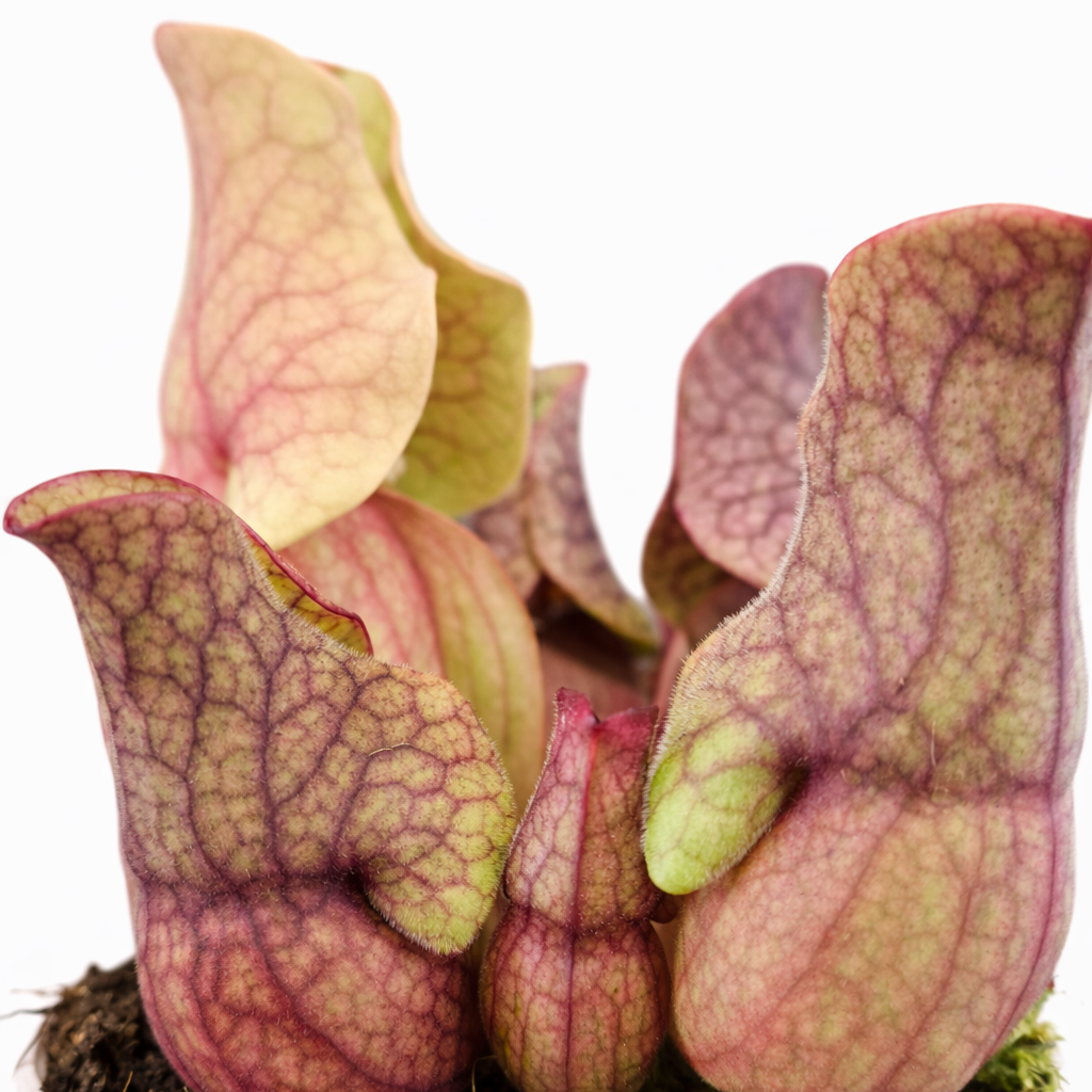 Pitcher Plant - Sarracenia Fly Trap - 9cm | Houseplant