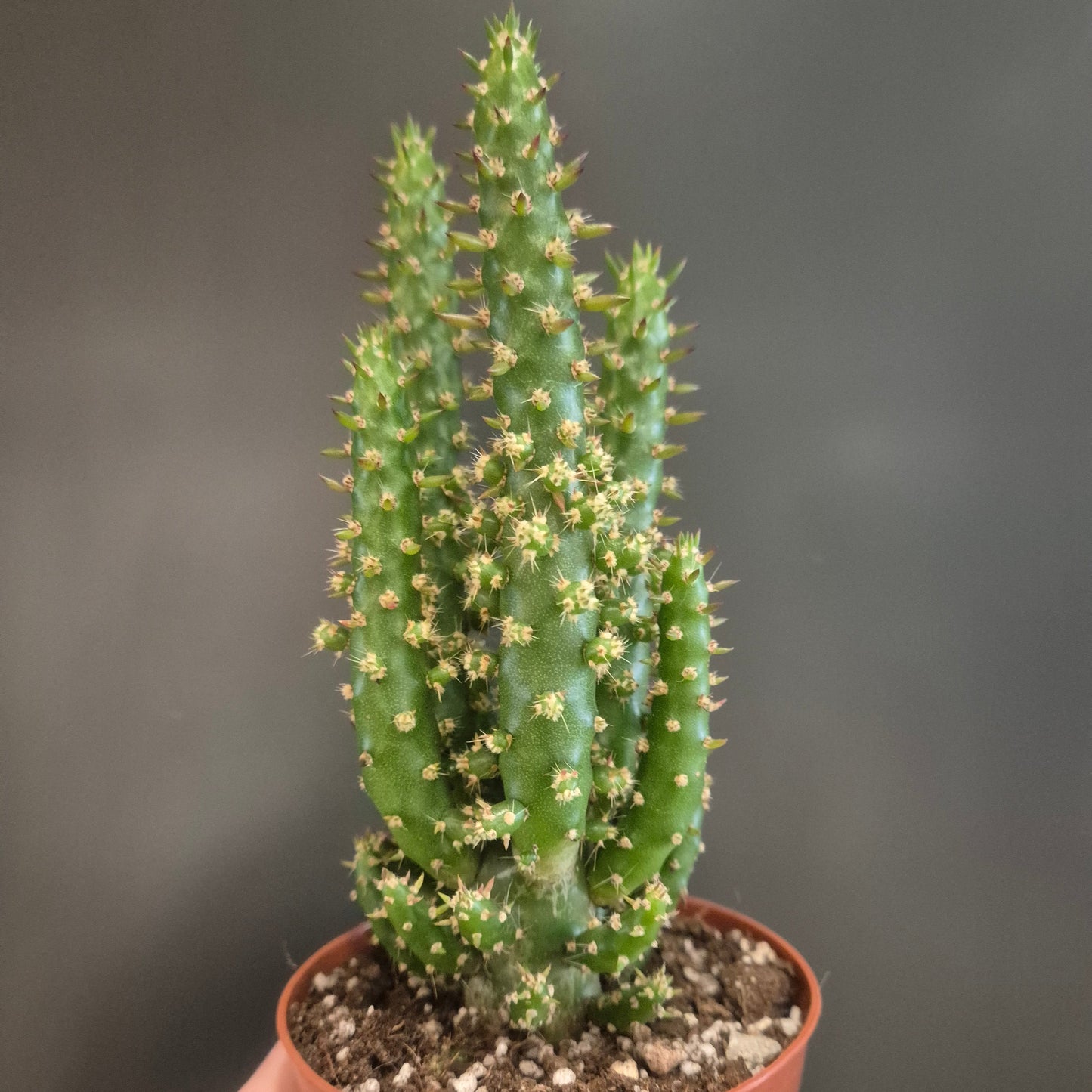 Small cactus plant in a terracotta pot held by a hand against a dark background