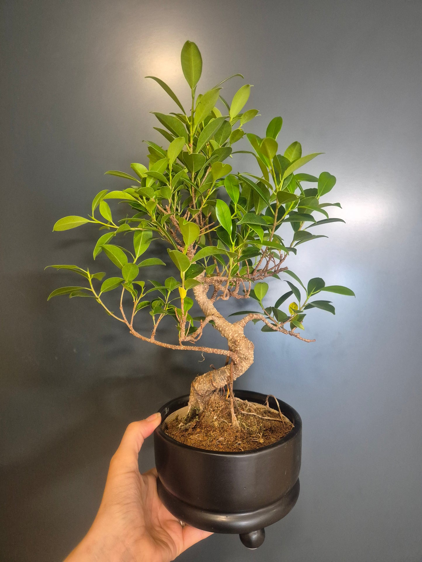 Bonsai Ficus Retusa - Ficus microcarpa - 15cm | Houseplant