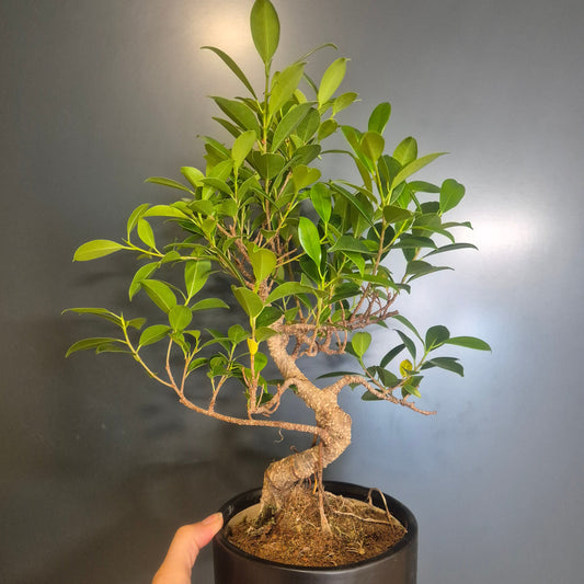 Ficus Retusa Bonsai | Indoor Bonsai Tree | Ficus microcarpa 15cm
