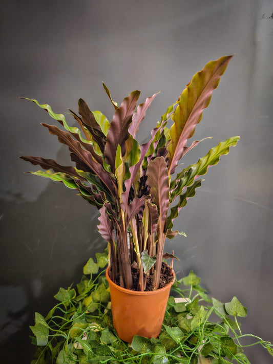 Calathea Rufibarba - Velvet Plant - Houseplant