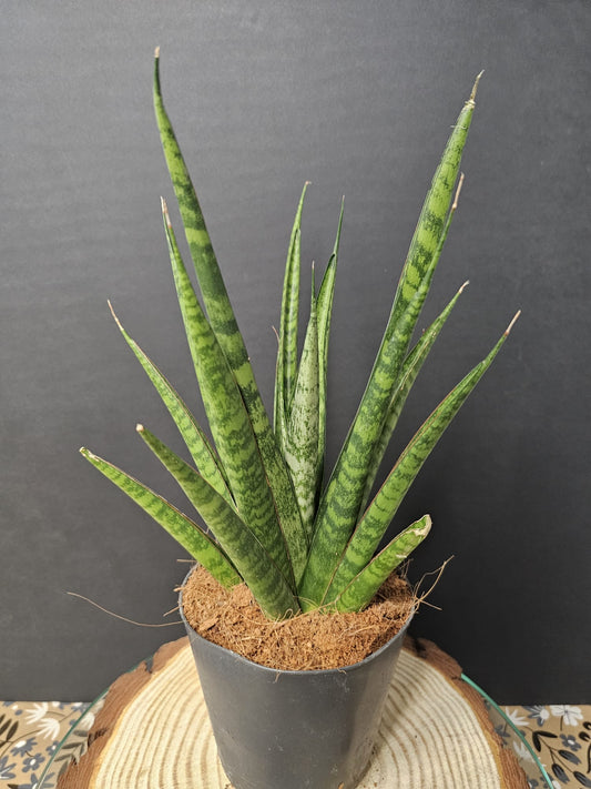 Sansevieria suffruticosa - Snake Plant | Houseplant