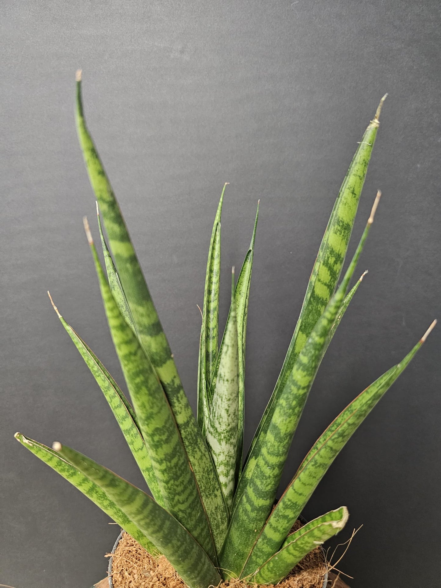 Sansevieria suffruticosa - Snake Plant | Houseplant