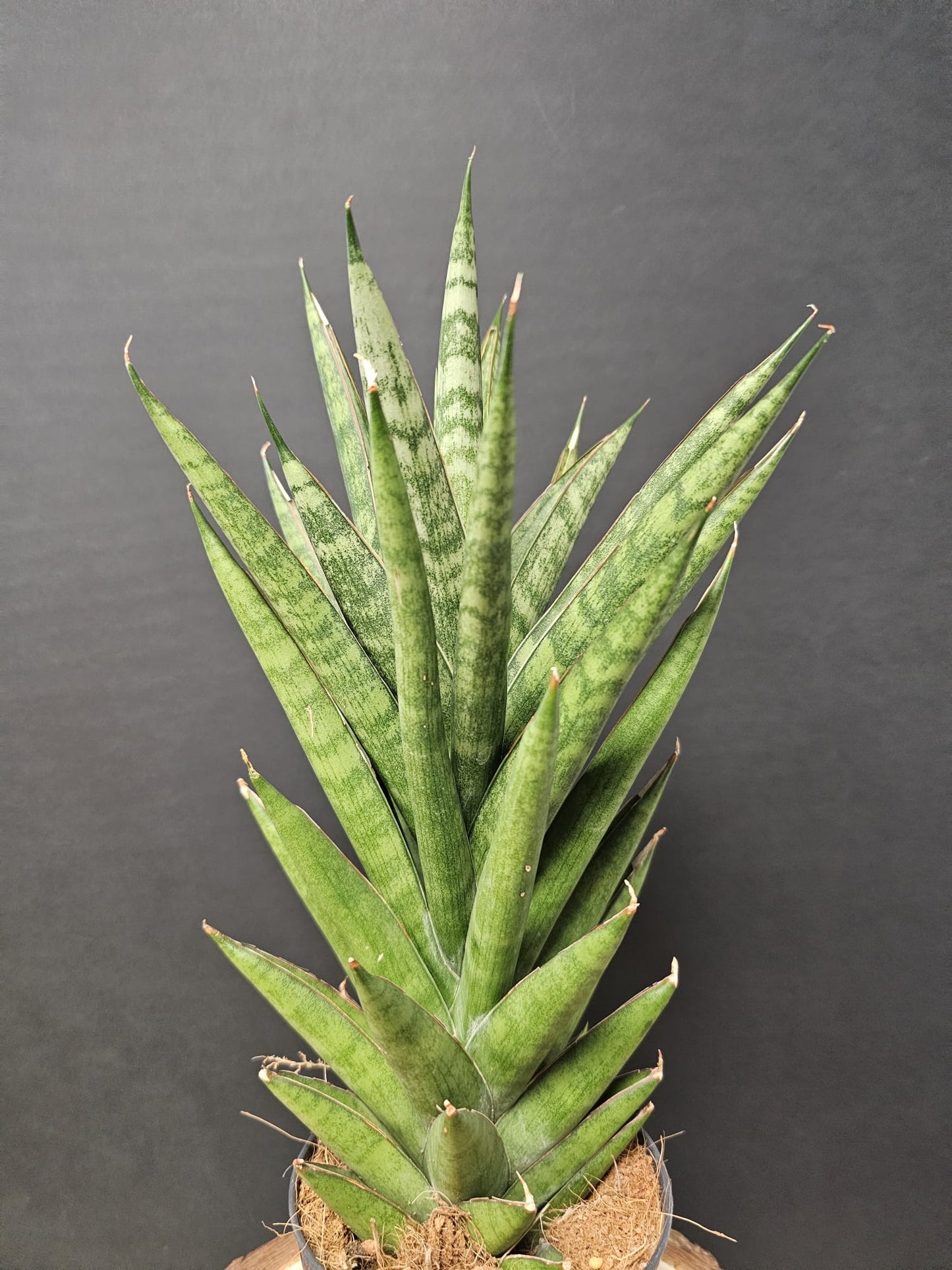Sansevieria suffruticosa - Snake Plant | Houseplant