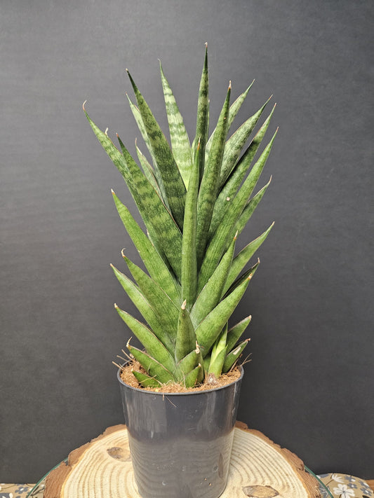 Sansevieria suffruticosa - Snake Plant | Houseplant