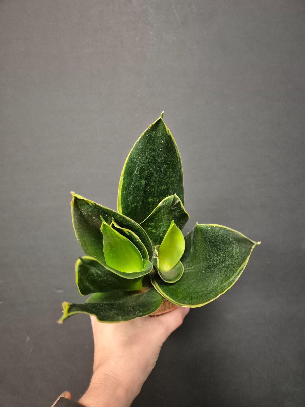 Sansevieria Jade Lotus - Snake Plant | Houseplant