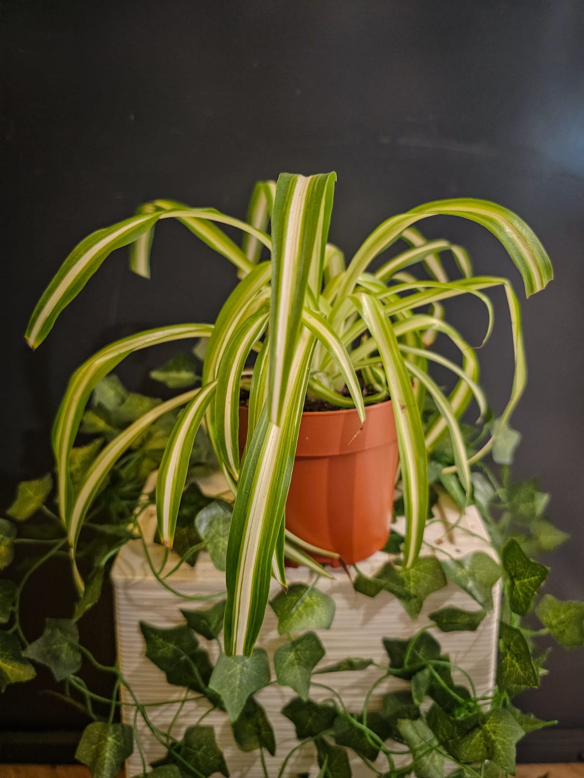 Chlorophytum - Spider Plant Plant Paradise By Gemma